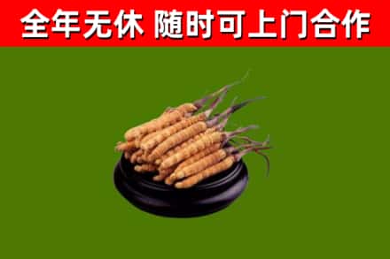 江阴市烟酒回收冬虫夏草.jpg