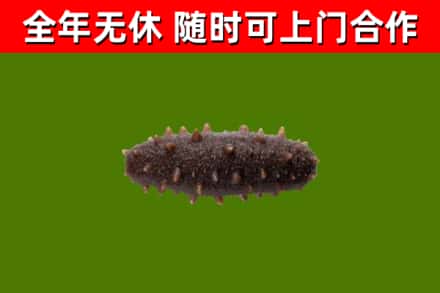 江阴市烟酒回收干海参.jpg